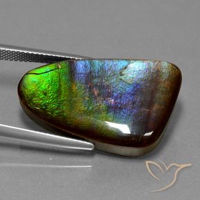 Ammolite Multicolore naturelle Fantaisie, 22.78 ct, Opaque