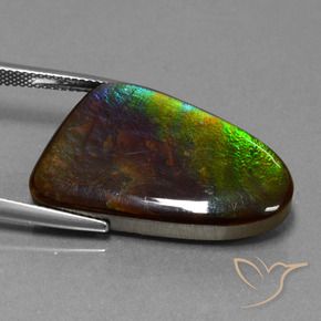 Ammolite Multicolore naturelle Fantaisie, 22.78 ct, Opaque
