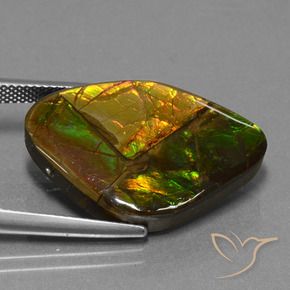 Ammolite Multicolore naturelle Fantaisie, 18.98 ct, Opaque