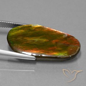 Ammolite Multicolore naturelle Fantaisie, 18.71 ct, Opaque