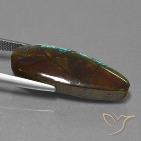 Ammolite Multicolore naturelle Fantaisie, 14.36 ct, Opaque
