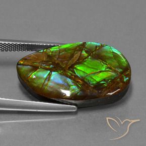 Ammolite Multicolore naturelle Fantaisie, 18.19 ct, Opaque