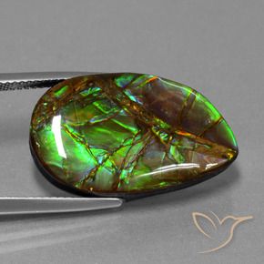 Ammolite Multicolore naturelle Fantaisie, 18.19 ct, Opaque