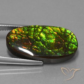 Ammolite Multicolore naturelle Fantaisie, 21.50 ct, Opaque