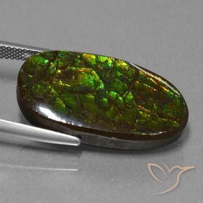 Ammolite Multicolore naturelle Fantaisie, 21.50 ct, Opaque