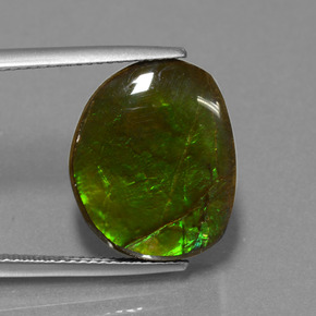 Ammolite Multicolore naturelle Forme fantaisie, 10.58 ct, Opaque