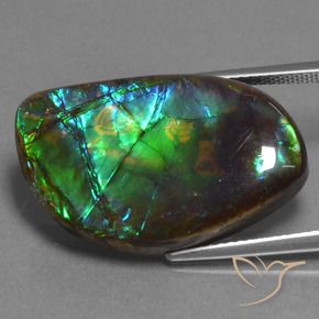 Ammolite Multicolore naturelle Fantaisie, 17.95 ct, Opaque