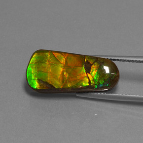 Ammolite multicolore naturelle forme fantaisie, 11,73 ct, opaque