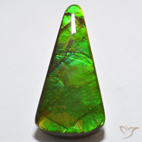 Ammolite Multicolore naturelle Trillion, 15.83 ct, Opaque