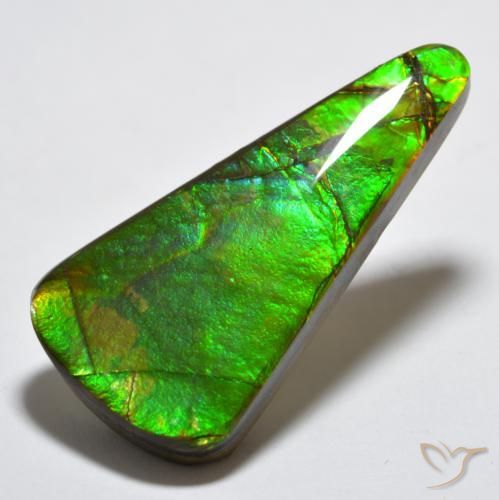 Ammolite Multicolore naturelle Trillion, 15.83 ct, Opaque