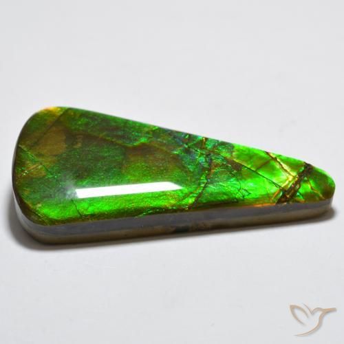 Ammolite Multicolore naturelle Trillion, 15.83 ct, Opaque
