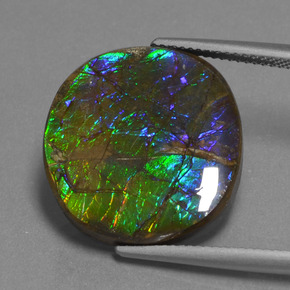 Ammolite multicolore naturelle coupe ovale, 16,73 ct, opaque