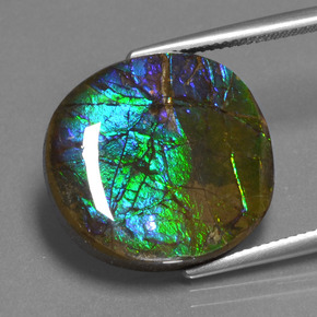 Ammolite multicolore naturelle coupe ovale, 16,73 ct, opaque