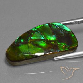 Ammolite Multicolore naturelle Fantaisie, 23.45 ct, Opaque