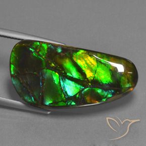 Ammolite Multicolore naturelle Fantaisie, 23.45 ct, Opaque