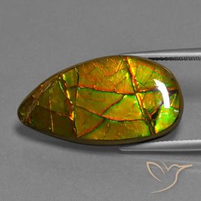 Ammolite multicolore naturelle forme fantaisie, 19,40 ct, opaque