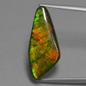 Ammolite multicolore naturelle forme fantaisie, 15,14 ct, opaque