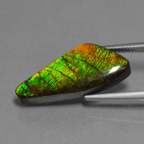 Ammolite multicolore naturelle forme fantaisie, 15,14 ct, opaque