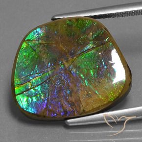 Ammolite Multicolore naturelle Fantaisie, 14.96 ct, Opaque