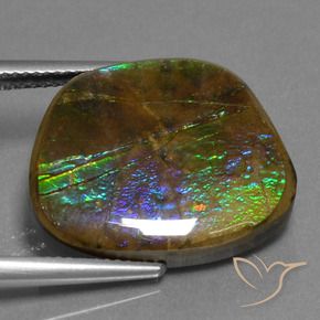 Ammolite Multicolore naturelle Fantaisie, 14.96 ct, Opaque