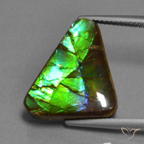 Ammolite Multicolore naturelle Trillion, 11.30 ct, Opaque