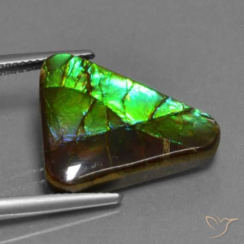 Ammolite Multicolore naturelle Trillion, 11.30 ct, Opaque