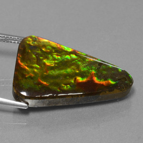 Ammolite multicolore naturelle trillion, 20,75 ct, opaque