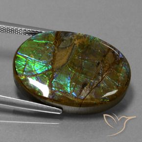 Ammolite Multicolore naturelle ovale, 18.60 ct, Opaque