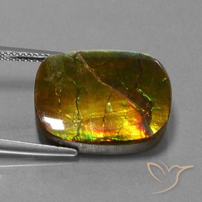 Ammolite Multicolore naturelle Coussin, 14.83 ct, Opaque