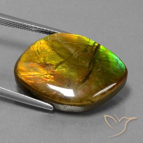 Ammolite Multicolore naturelle Fantaisie, 16.27 ct, Opaque