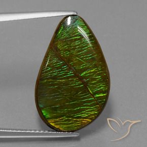 Ammolite Multicolore naturelle Fantaisie, 13.12 ct, Opaque