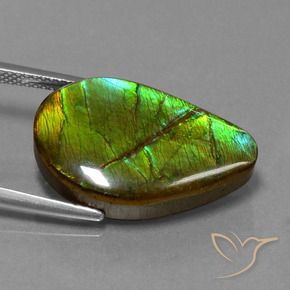 Ammolite Multicolore naturelle Fantaisie, 13.12 ct, Opaque