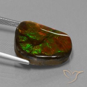 Ammolite Multicolore naturelle Fantaisie, 14.52 ct, Opaque