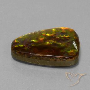 Ammolite Multicolore naturelle Trillion, 15.67 ct, Opaque