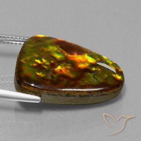 Ammolite Multicolore naturelle Trillion, 15.67 ct, Opaque