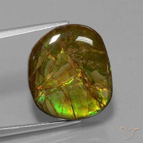 Ammolite Multicolore naturelle Fantaisie, 13.05 ct, Opaque