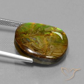 Ammolite Multicolore naturelle Fantaisie, 13.05 ct, Opaque