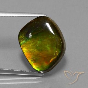 Ammolite Multicolore naturelle Forme fantaisie, 11.27 ct, Opaque