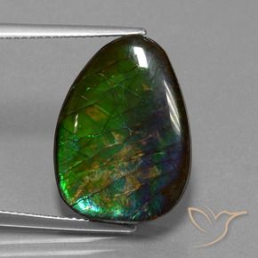 Ammolite Multicolore naturelle Fantaisie, 14.77 ct, Opaque