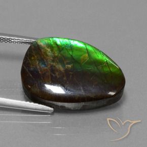 Ammolite Multicolore naturelle Fantaisie, 14.77 ct, Opaque