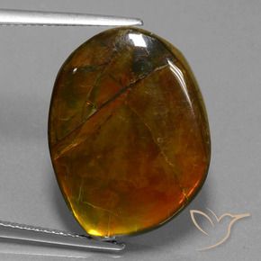 Ammolite Multicolore naturelle Fantaisie, 15.55 ct, Opaque