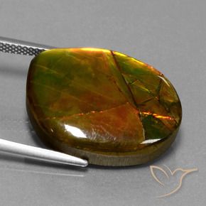 Ammolite Multicolore naturelle Fantaisie, 15.55 ct, Opaque