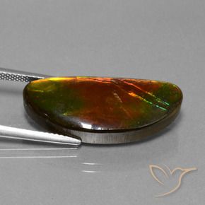 Ammolite Multicolore naturelle Fantaisie, 14.62 ct, Opaque