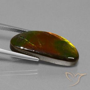 Ammolite Multicolore naturelle Fantaisie, 14.62 ct, Opaque
