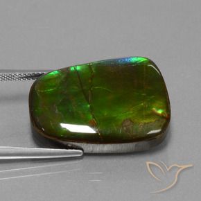 Ammolite Multicolore naturelle Fantaisie, 23.19 ct, Opaque
