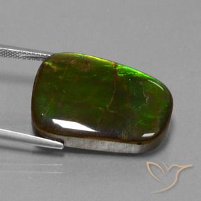 Ammolite Multicolore naturelle Fantaisie, 23.19 ct, Opaque