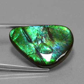 Ammolite multicolore naturelle trillion, 24,56 ct, opaque