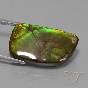 Ammolite Multicolore naturelle Fantaisie, 21.06 ct, Opaque