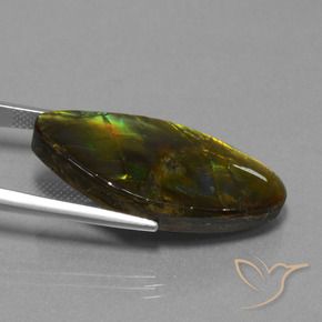 Ammolite Multicolore naturelle Fantaisie, 19.04 ct, Opaque