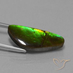 Ammolite Multicolore naturelle Fantaisie, 10.78 ct, Opaque